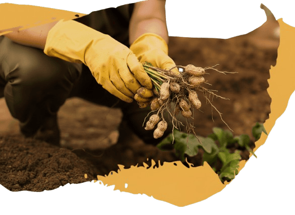 Organic Products